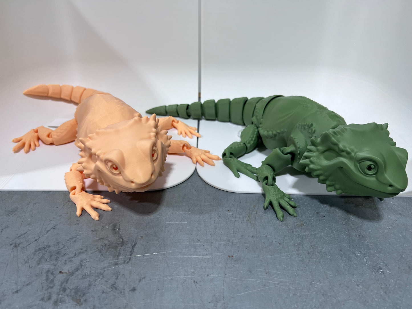 Bearded Dragon