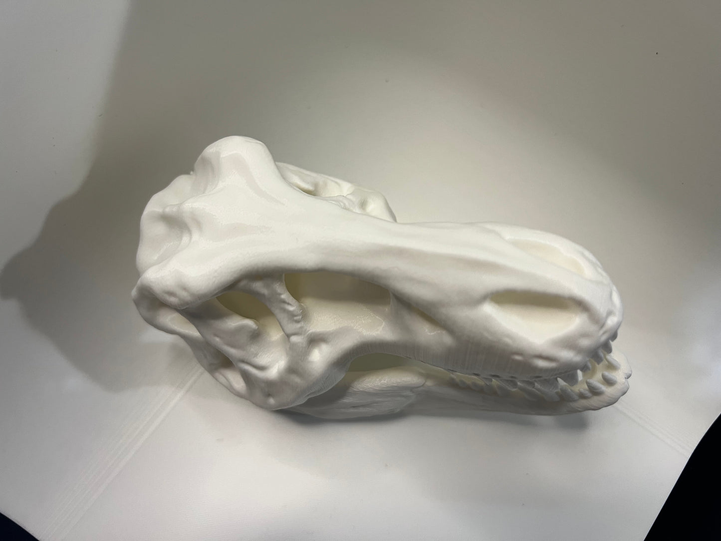 Dinosaur Skull (small)
