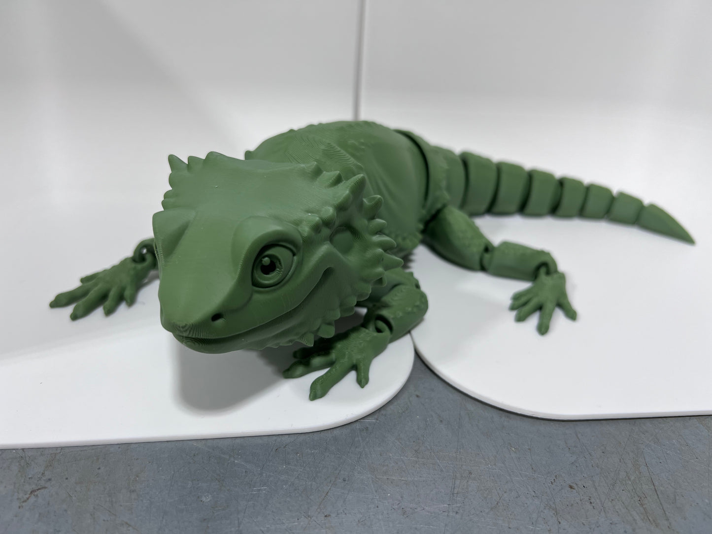Bearded Dragon