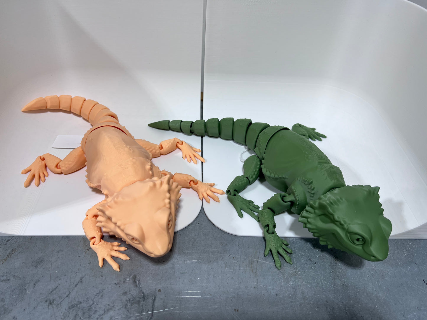 Bearded Dragon