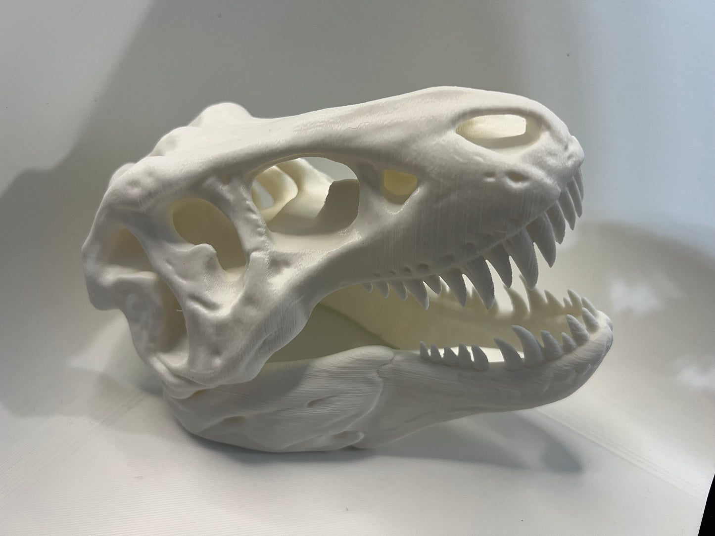 Dinosaur Skull